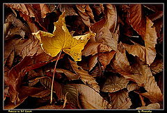 photo "autumn"