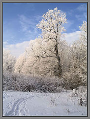 фото "В зимнем лесу..."