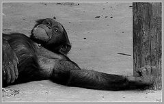 photo "Thinker"
