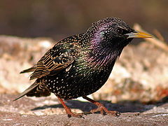 photo "Just a starling"