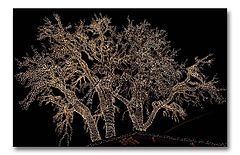 photo "It's Christmas"
