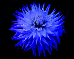 photo "Dark blue"