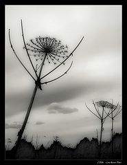 photo "***"