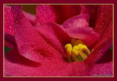 photo "***"