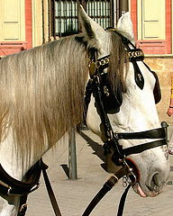 фото "Spanish Horse"