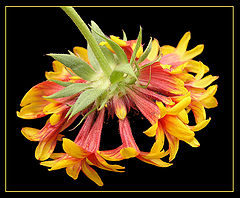 photo "Gaillardia"