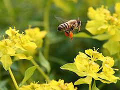 photo "9076 Bee"