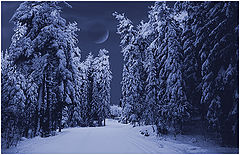 photo "In the dark-blue forest"