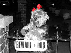 photo "Beware of dog"