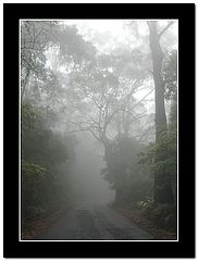 фото "Fog in forest."