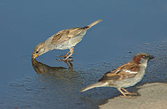 photo "Sparrows"