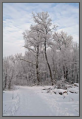 фото "В зимнем лесу..."