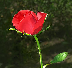 фото "*"