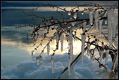 photo "Winter ikebana....."