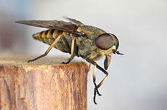 photo "Gadfly"