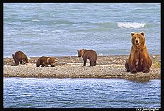photo "Mom and the 4 cubs -1"