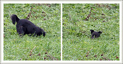 photo "It was dug round"