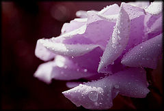 фото "Touch Of Lavendar"