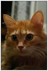 photo "***"