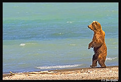 photo "Momma bear walking away from 2006 and into 2007"