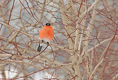 photo "Happy New Year!"
