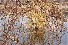photo "***"