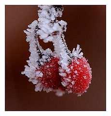 photo "Happy New Year!"