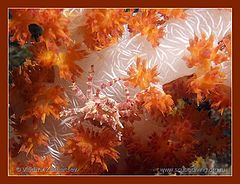 photo "Bantam"