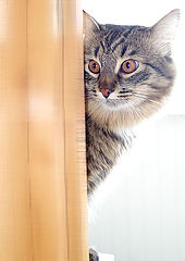 фото "..грею ушки.."