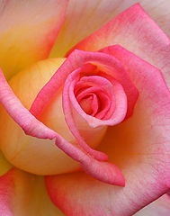 фото "Pink Rose"