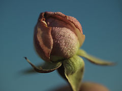 photo "The rose ....."