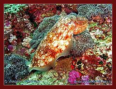 photo "Cuttlefish"