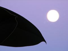 фото "By the moonlight"