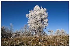 photo "Frosty morning"