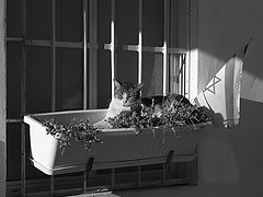 фото "Sketches of Tel Aviv #1"