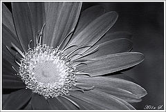фото "***"