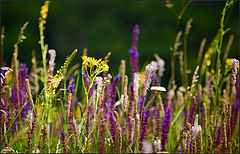 фото "Разнотравье"