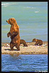 photo "Perhaps I should look this way for my cubs? Or,..."