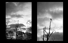 photo "the crow"