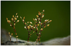 photo "After drouth"