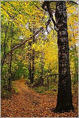 photo "Autumn way"