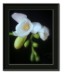 фото "winter freesias"