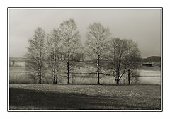 фото "Tree line"