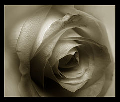 photo "the rose"