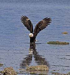 photo "Bald Eagle"