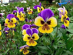photo "garden violet"