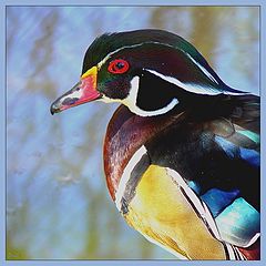 photo "Drake"