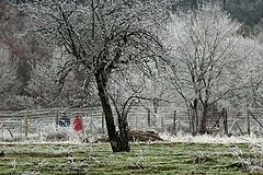 фото "Givre"