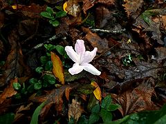 фото "(Bad?)Nature"