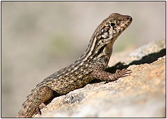photo "Reptile"